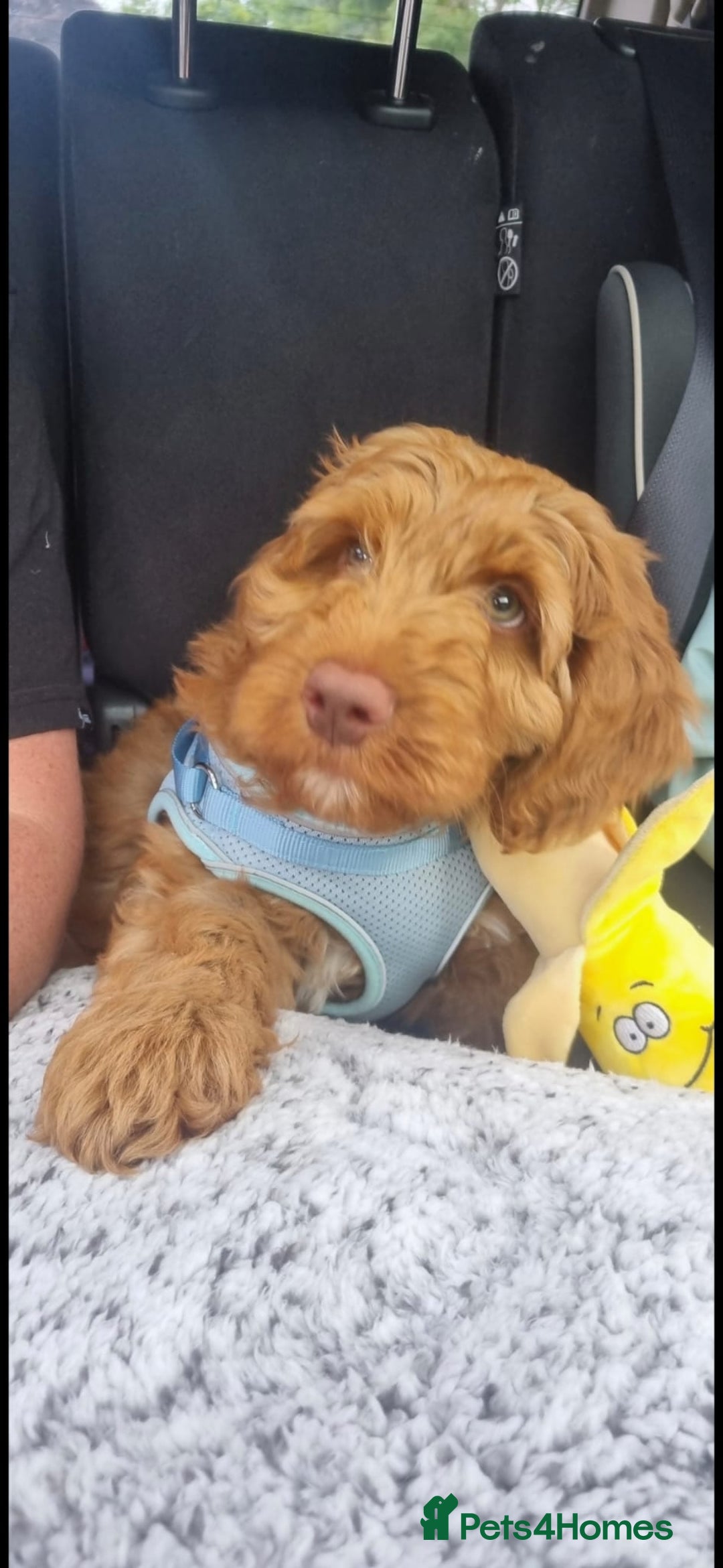 Australian Labradoodle dogs for sale: Beautiful Australian Labradoodle x pups!  - Image 12