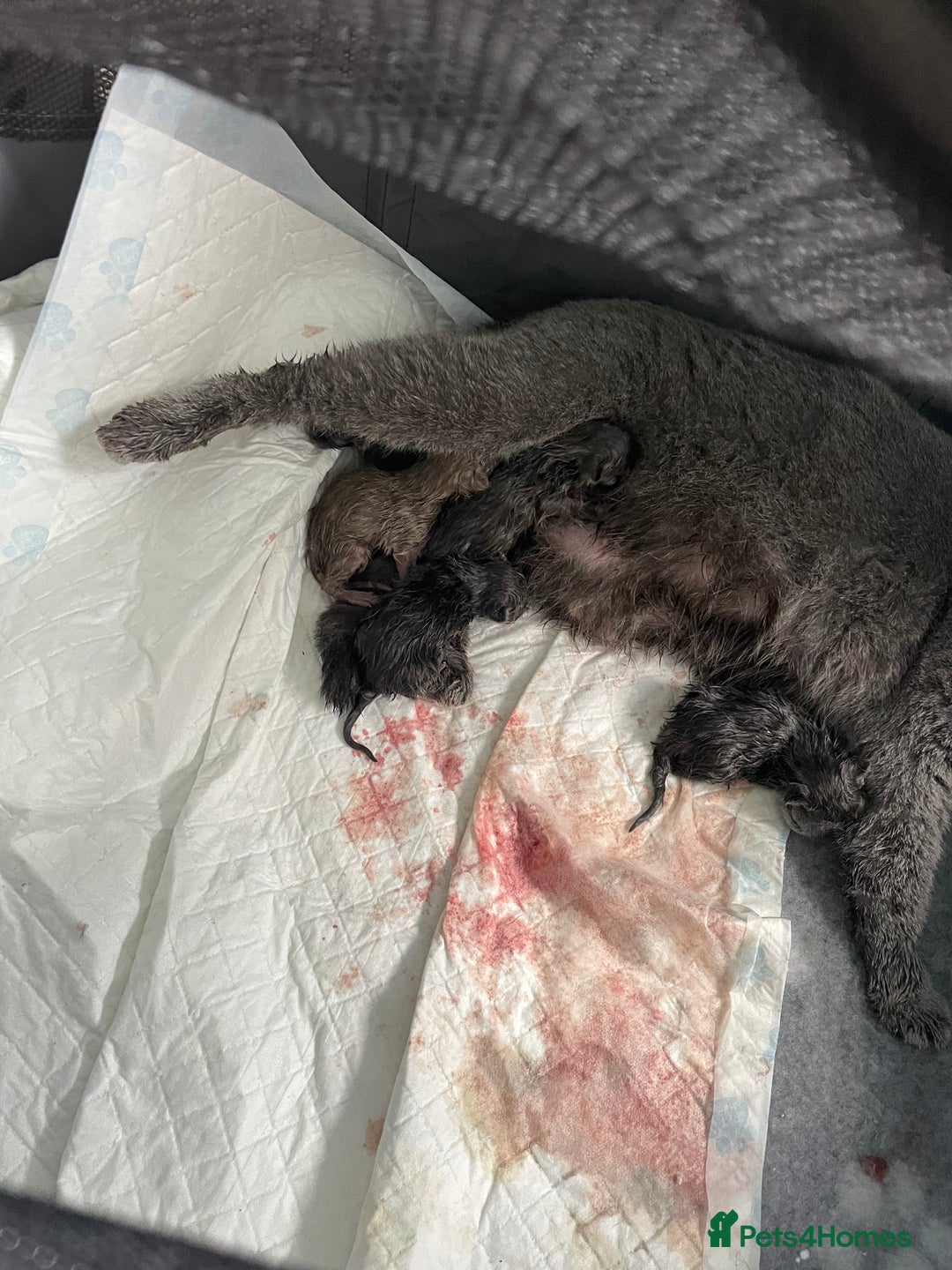 British Shorthair cats for sale: British shorthair £475 - Image 7