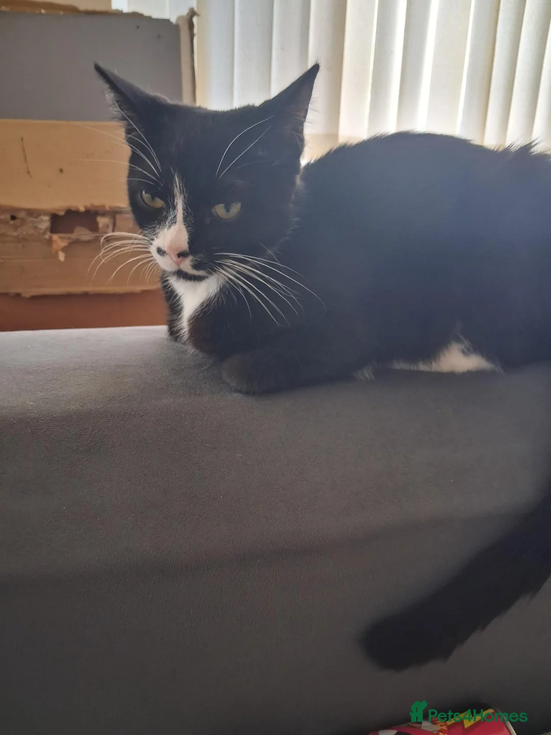 Mixed Breed cats for sale: Beautiful loving kittens for sale  - Advert 1