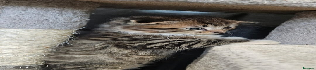 British Shorthair Kitten 1