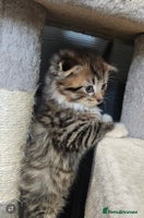 British Shorthair cats British short hair x Scottish fold - Advert 11