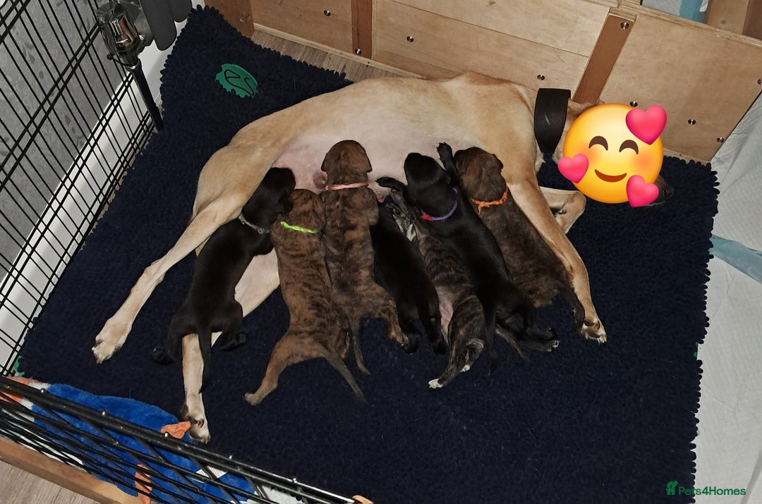 Mixed Breed dogs for sale: 5 whippador puppies for sale - Advert 3
