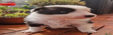 Border Collie Puppy 4