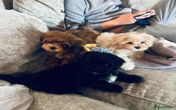 Shih Tzu dogs for sale: TINY Asian small toy Shipoo’s ADORABLE  - Image 11