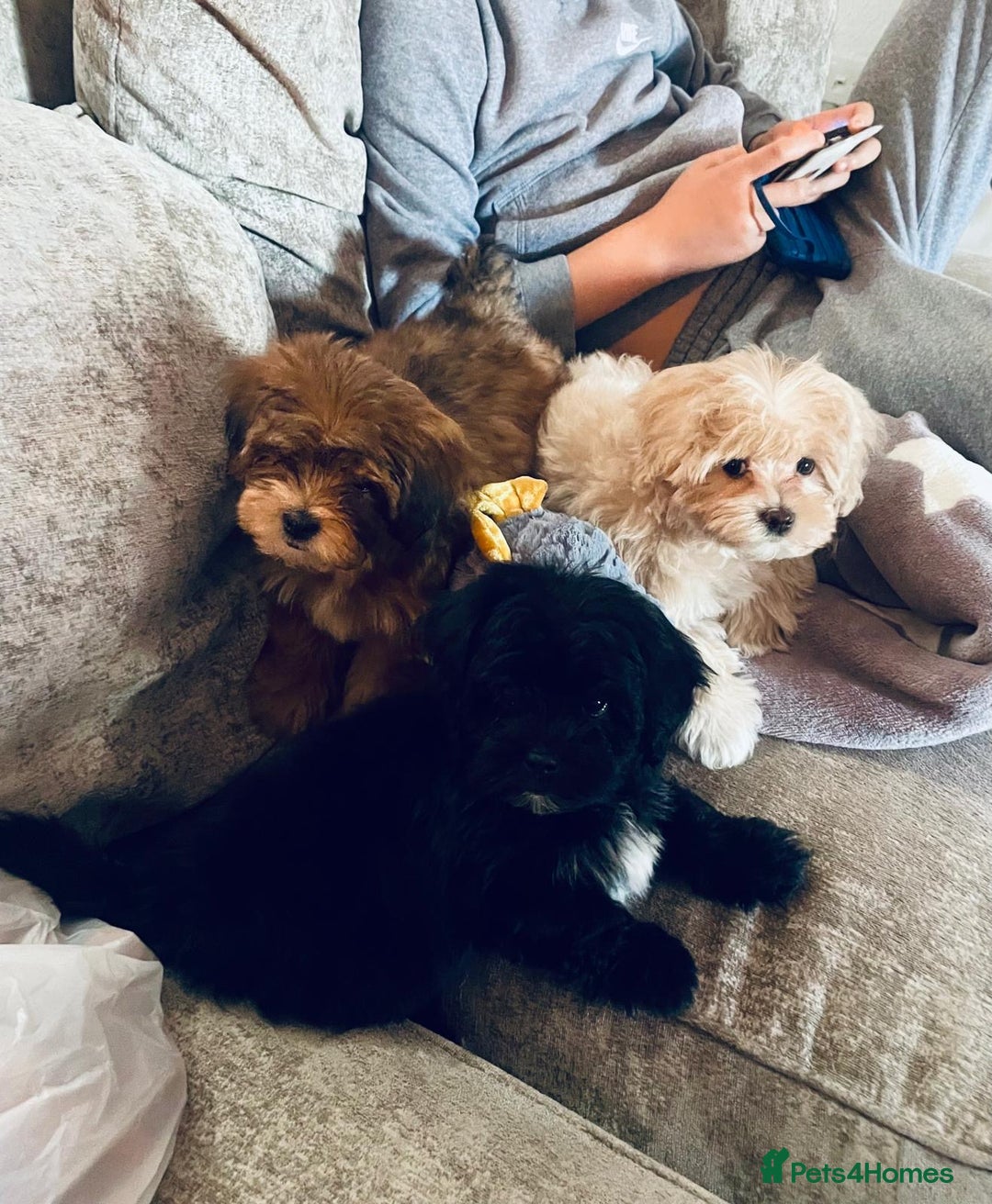 Shih Tzu dogs for sale: TINY Asian small toy Shipoo’s ADORABLE  - Image 11