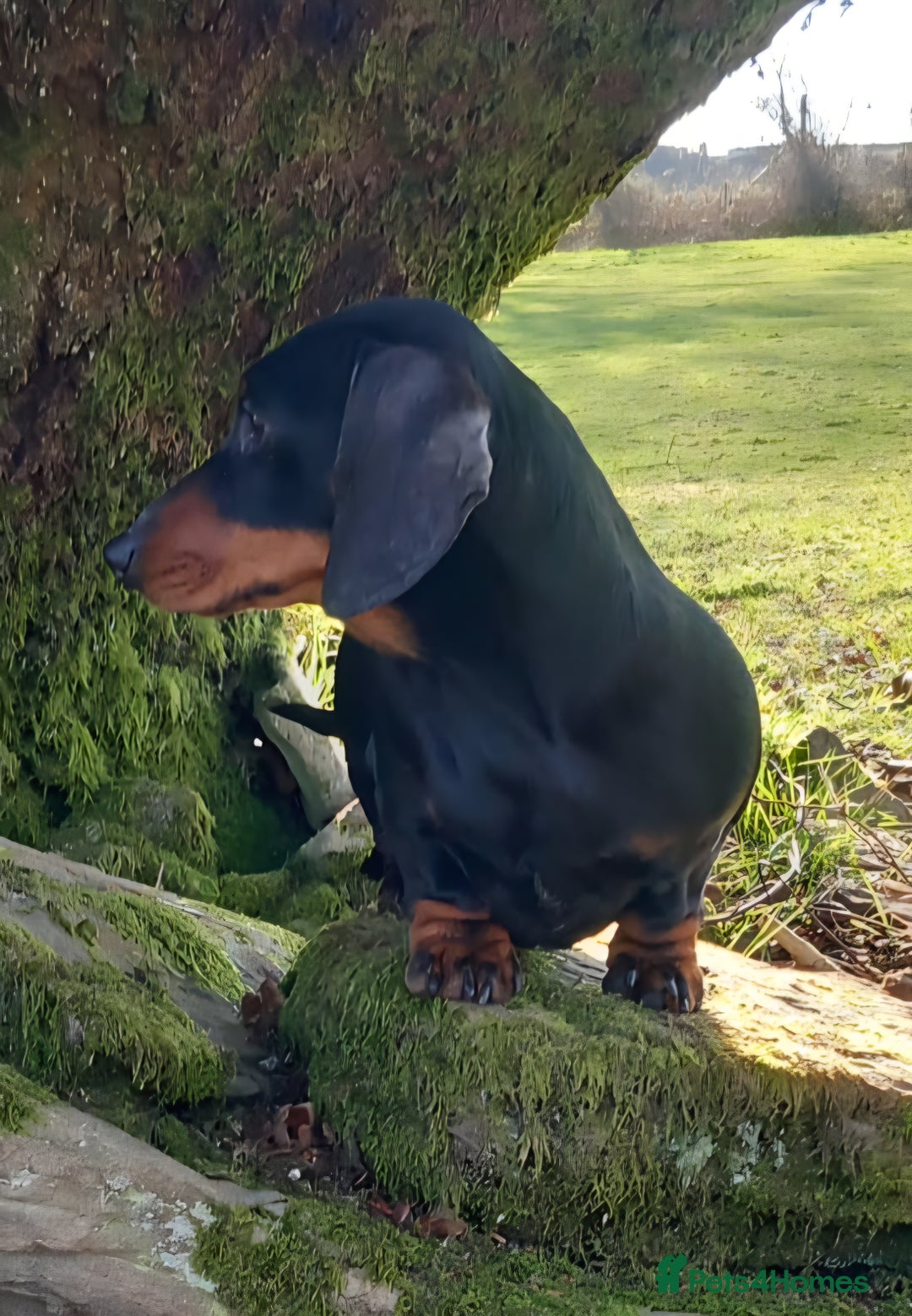 Miniature Dachshund dogs for sale: Champion bloodlines excellent quality KC miniature - Advert 7