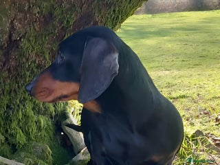 Miniature Dachshund dogs KC miniature dachshund smooth haired PRA Clear. - Advert 1