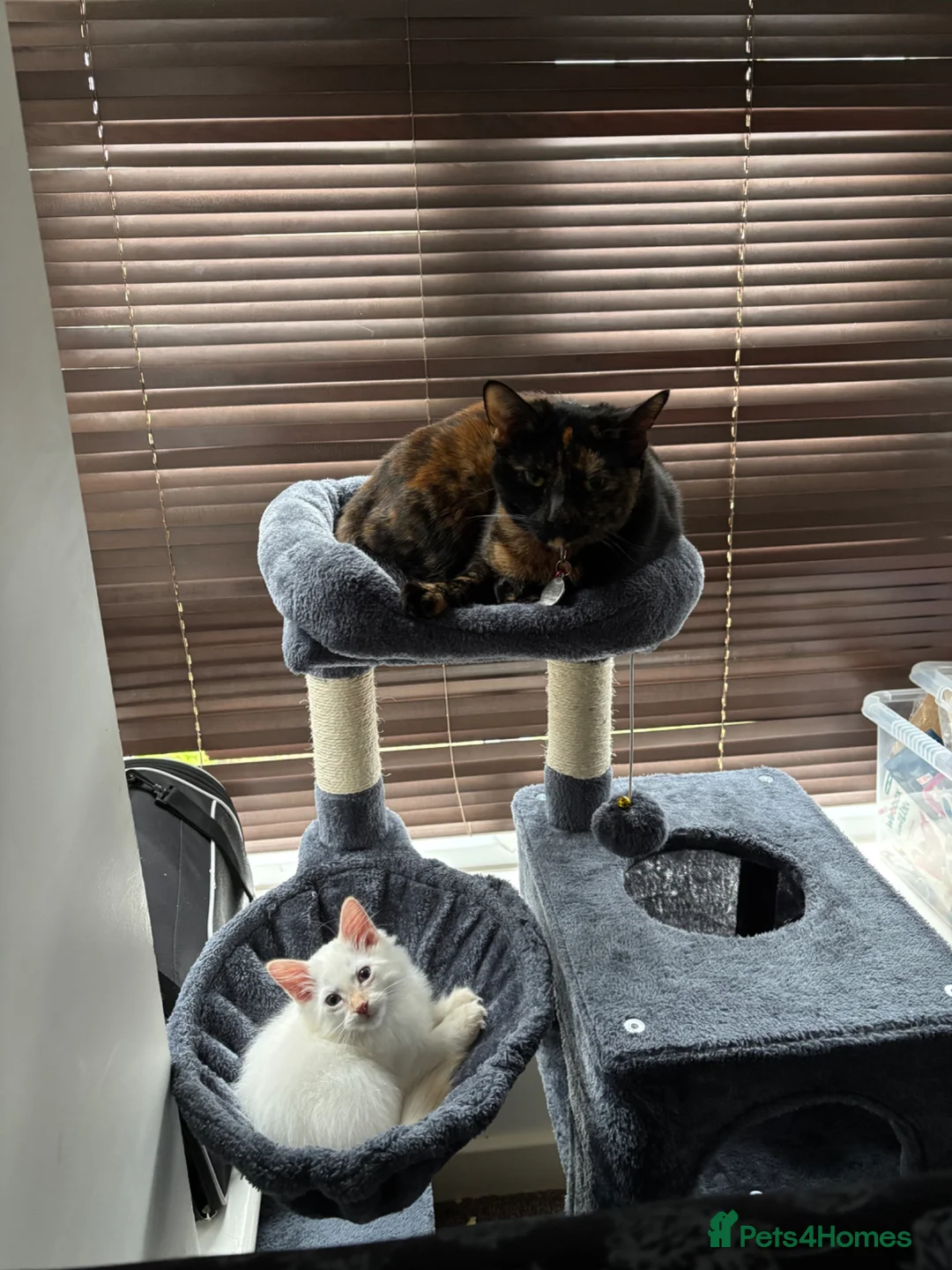 Ragdoll cats for sale: 3 month old beautiful kitten  - Advert 11