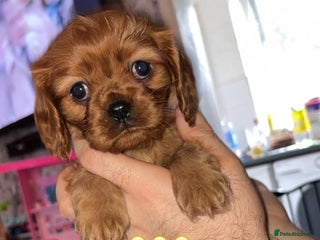 Cavalier King Charles Spaniel dogs Beautiful toy ruby King charles cavalier puppies. - Advert 5