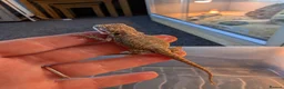 Bearded Dragon reptiles for sale: Baby Bearded Dragons  - Advert 2