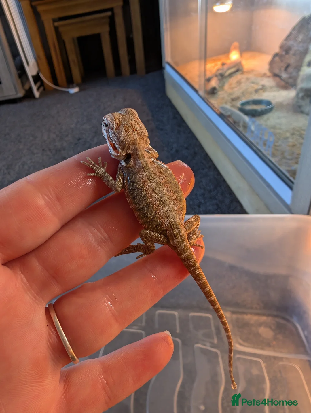 Bearded Dragon reptiles for sale: Baby Bearded Dragons  - Advert 2