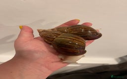 Snails invertebrates for sale: 11 Giant African Land Snails (Achantina Fulica) - Image 9