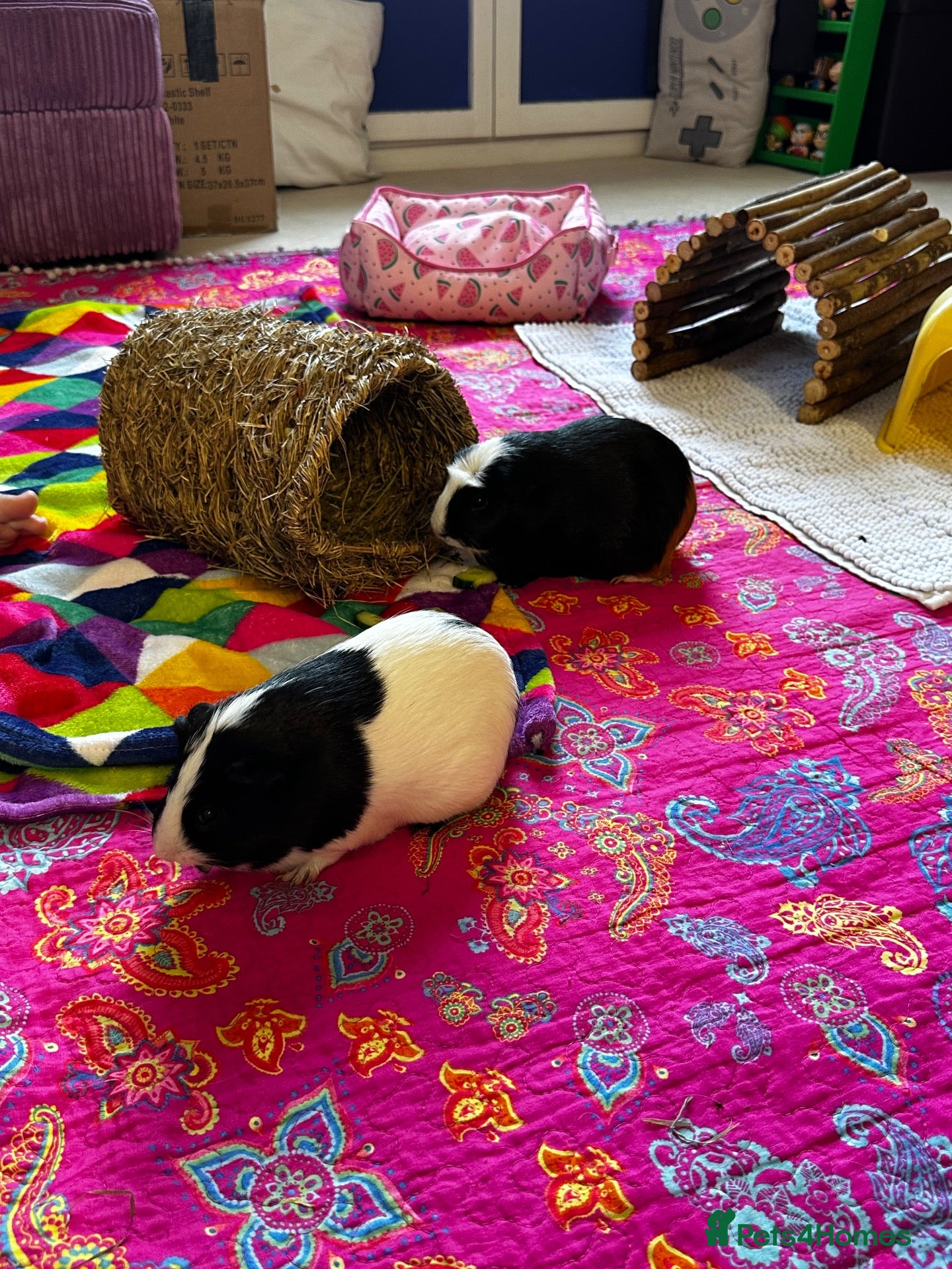 Guinea Pig rodents Pair of bonded female guinea pigs  - Advert 1