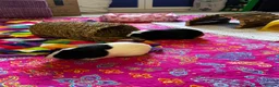 Guinea Pig rodents for sale: Pair of bonded female guinea pigs  in Plymouth - Advert 1