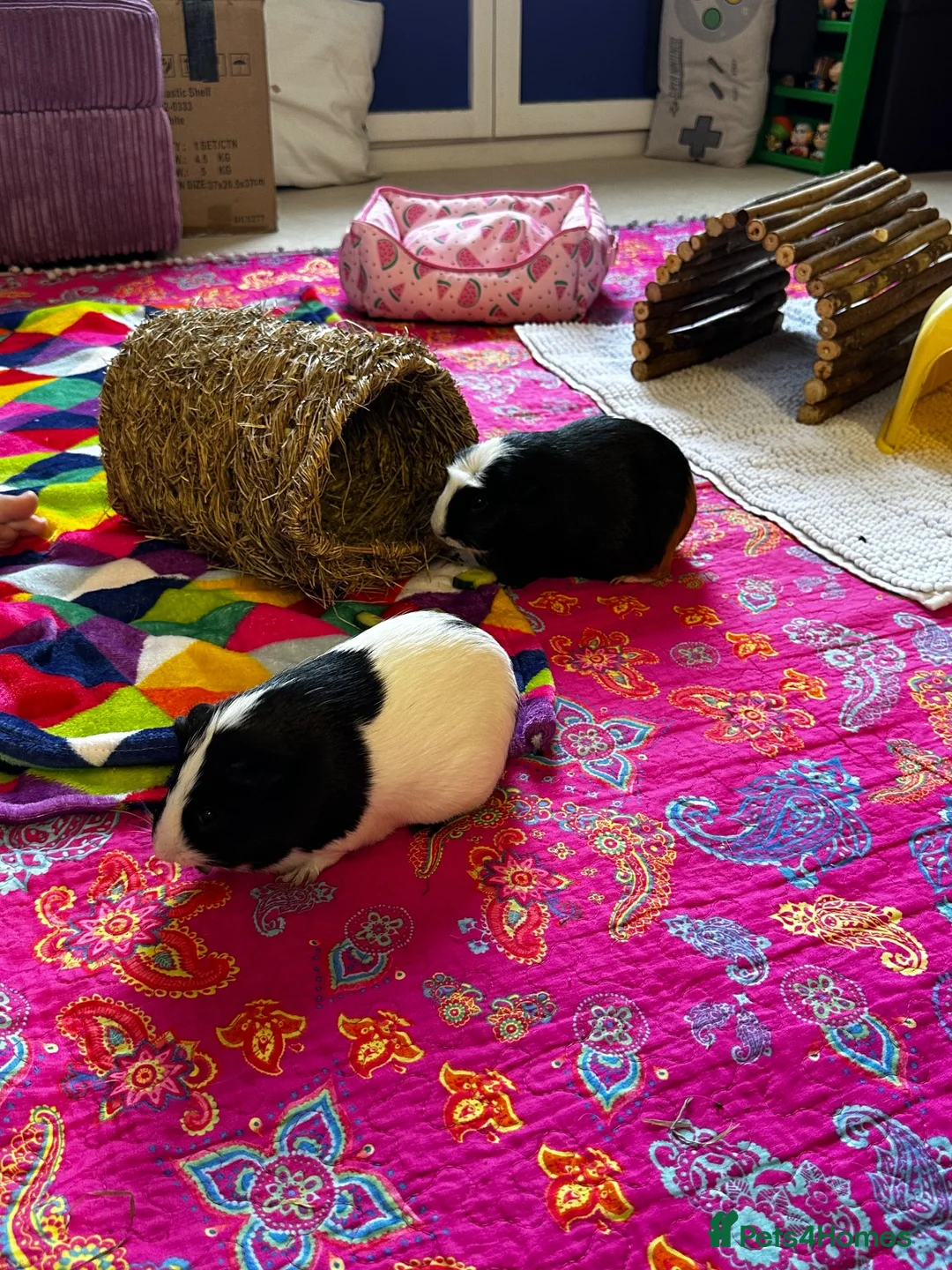 Guinea Pig rodents for sale: Pair of bonded female guinea pigs  in Plymouth - Advert 1