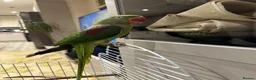 Parrots birds for sale: Alexandria parrot in London - Advert 2
