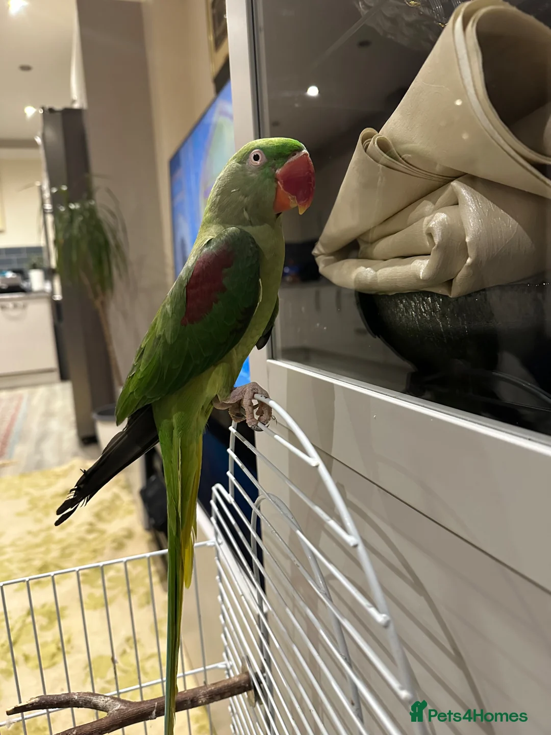 Parrots birds for sale: Alexandria parrot in London - Advert 2