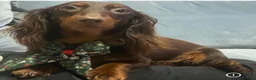 Miniature Dachshund dogs for sale: Mini long haired KC PRA clear health tested baby  in Maidstone - Advert 4