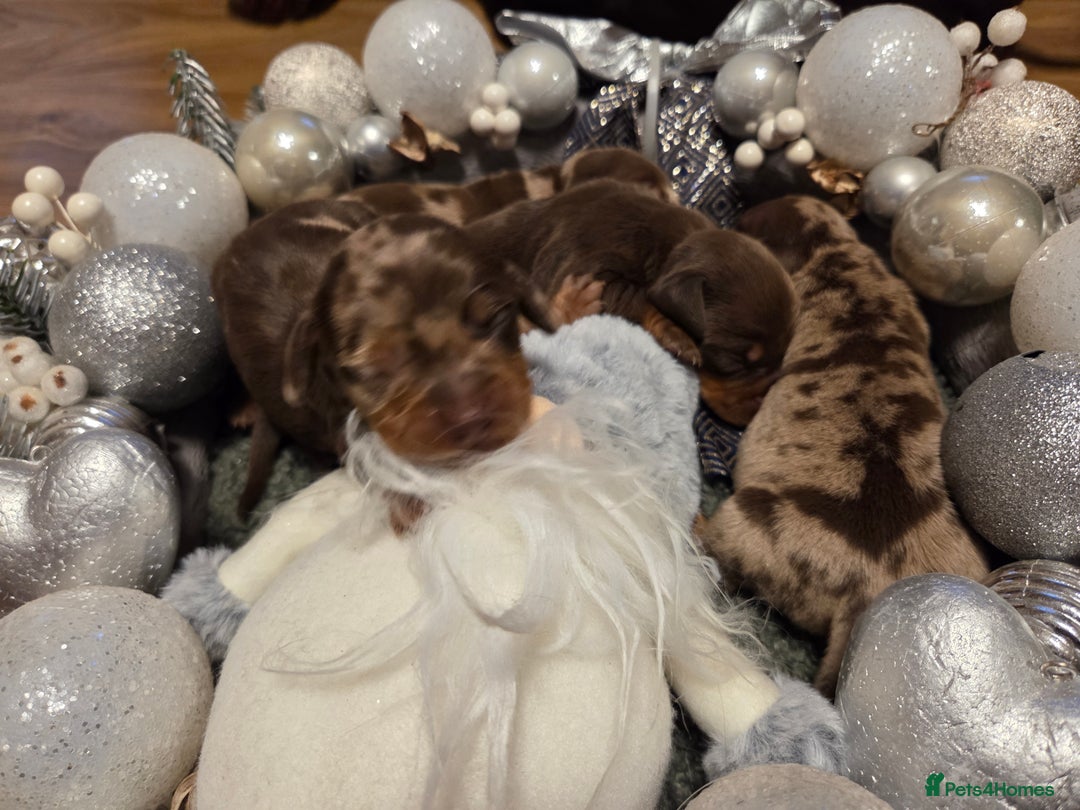 Miniature Dachshund dogs for sale:  Precious Miniature Dachshund Puppies   - Advert 13