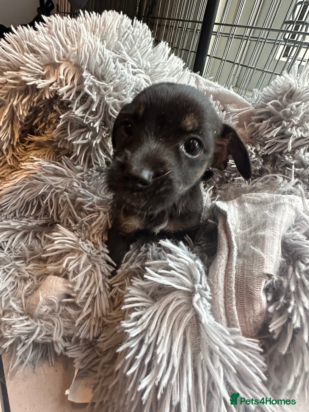 Jack Russell dogs for sale: Traditional pure jackrussell puppies  - Image 7