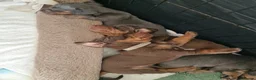 Miniature Dachshund dogs for sale: Beautiful Dachshunds - Advert 2
