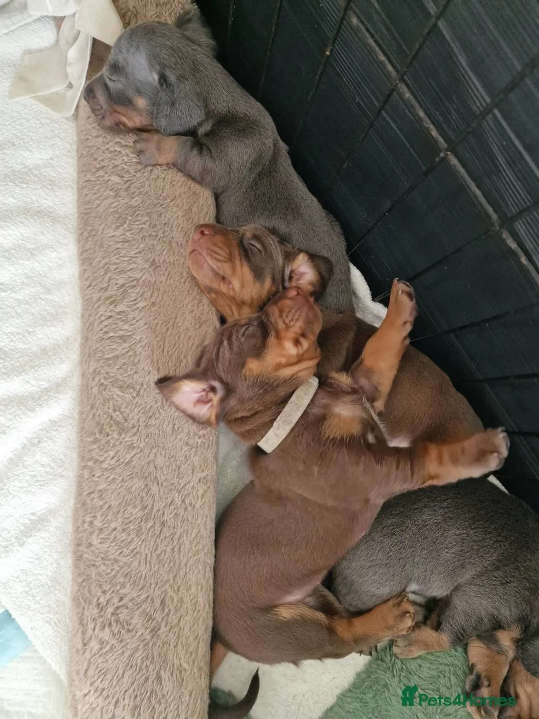 Miniature Dachshund dogs for sale: Beautiful Dachshunds - Advert 2