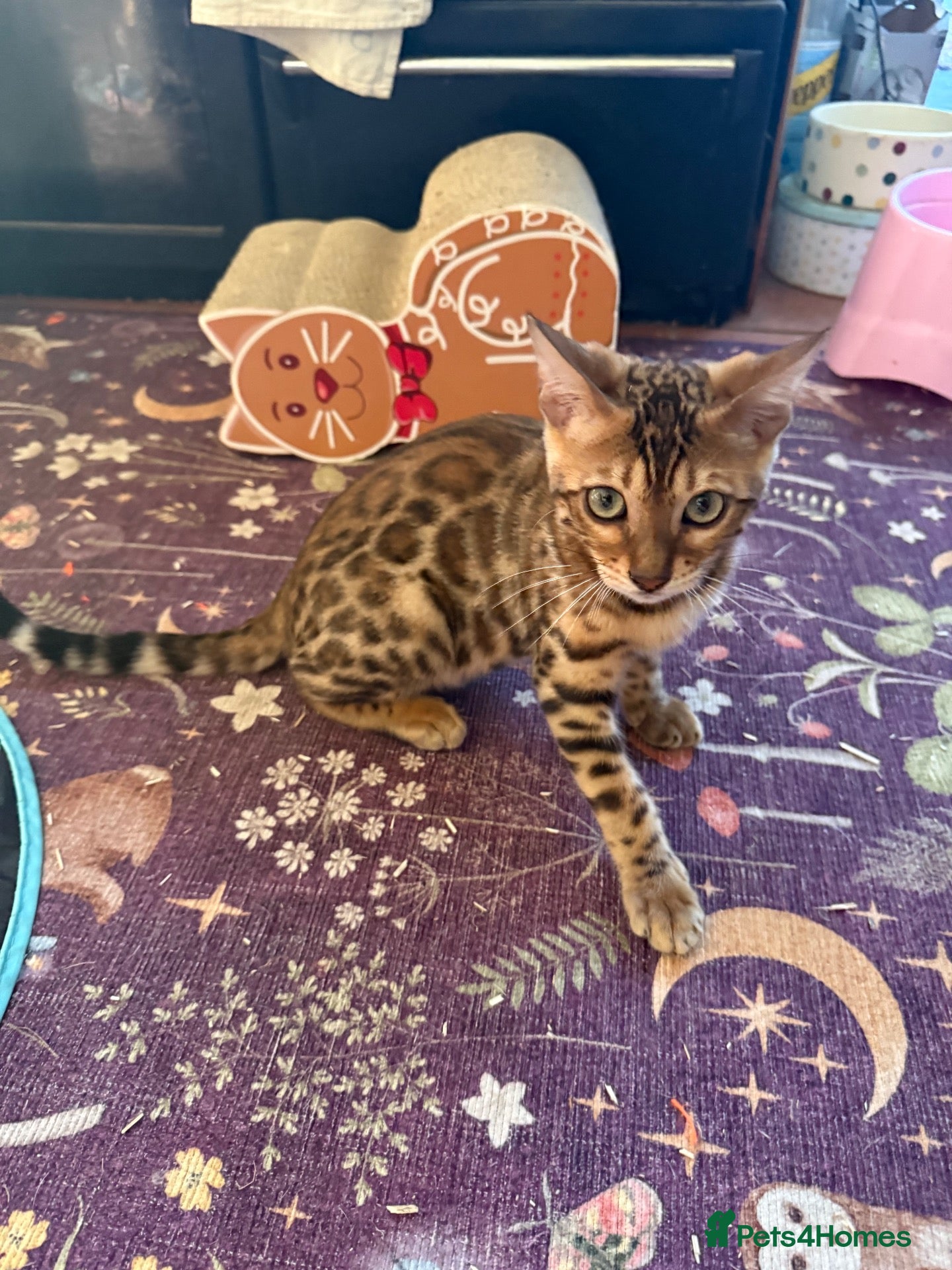 Bengal cats Stunning 🩷 TICA 🐆 Bengal kittens 💙 - Advert 6