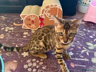 Bengal cats Stunning 🩷 TICA 🐆 Bengal kittens 💙 - Advert 6