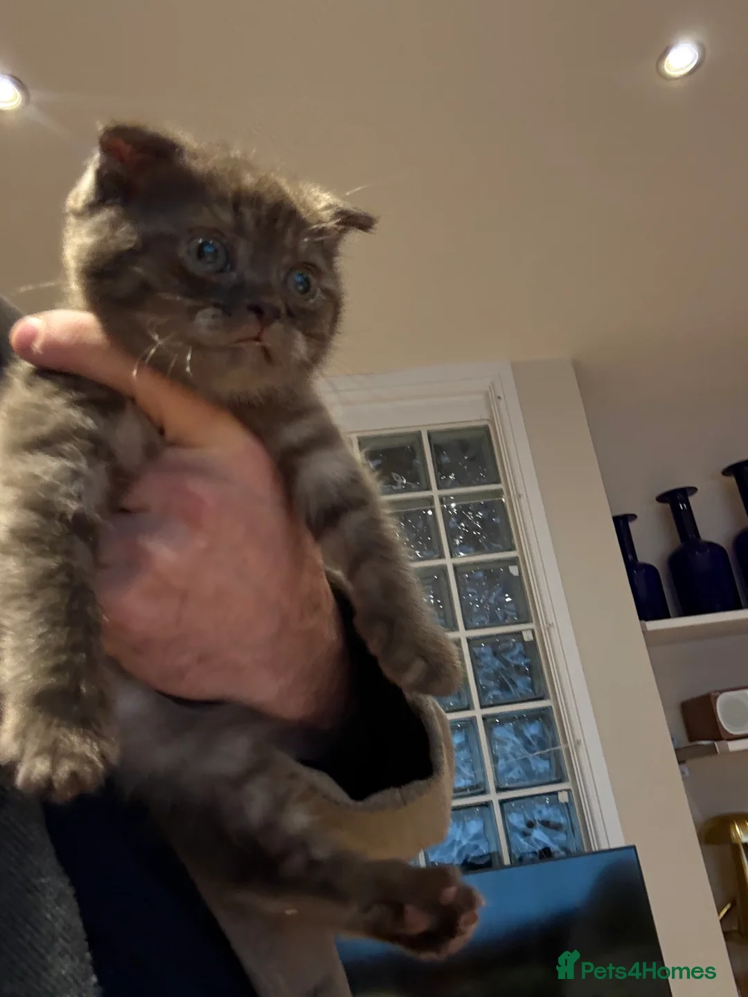 Scottish Fold cats for sale: Stunning BSH X Fold choc Boy  - Advert 16