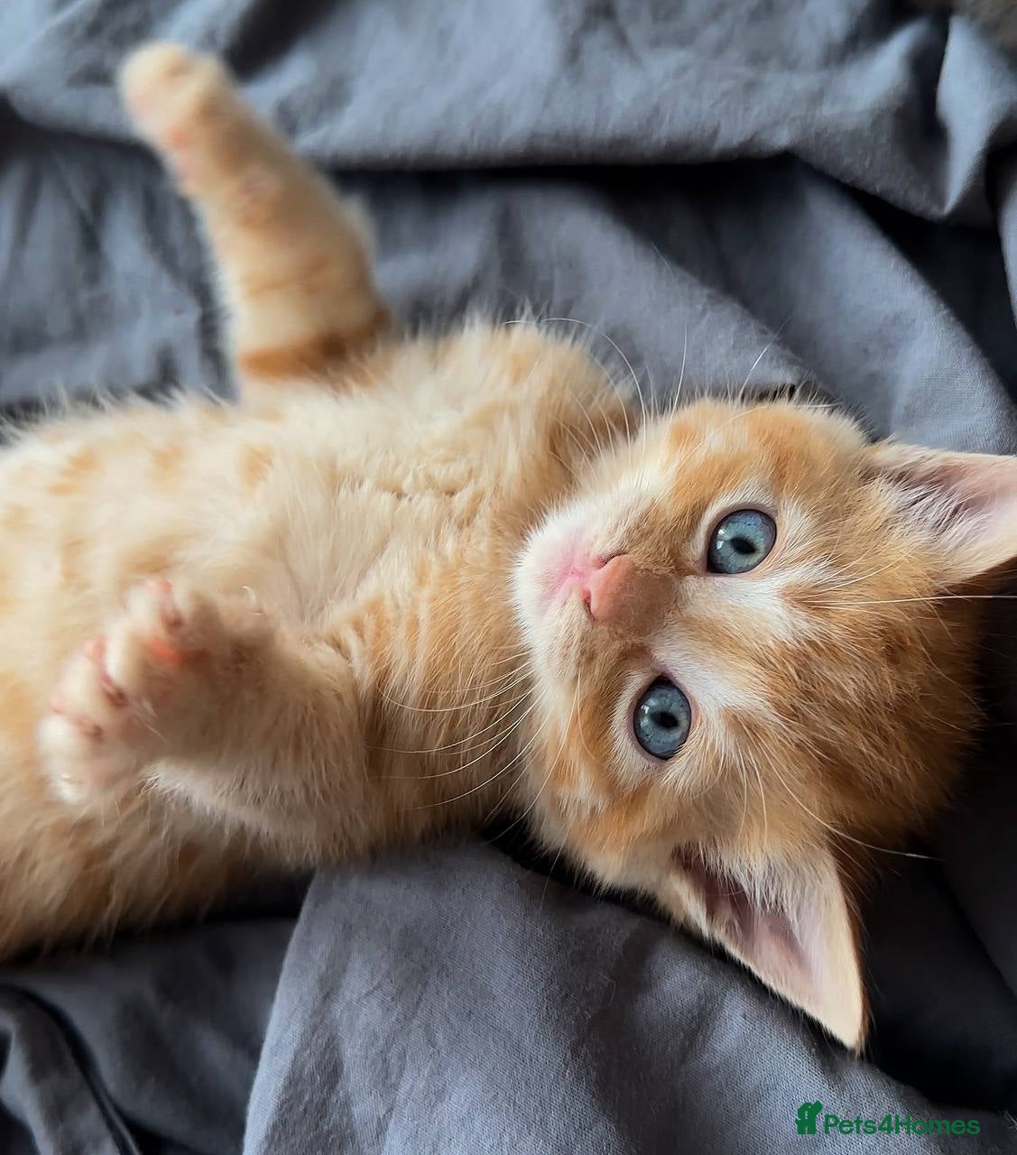 Domestic Shorthair cats Ginger boy & tortie girls waiting for new families - Advert 1