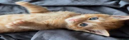 Domestic Shorthair cats for sale: Ginger boy & tortie girls waiting for new families - Advert 1