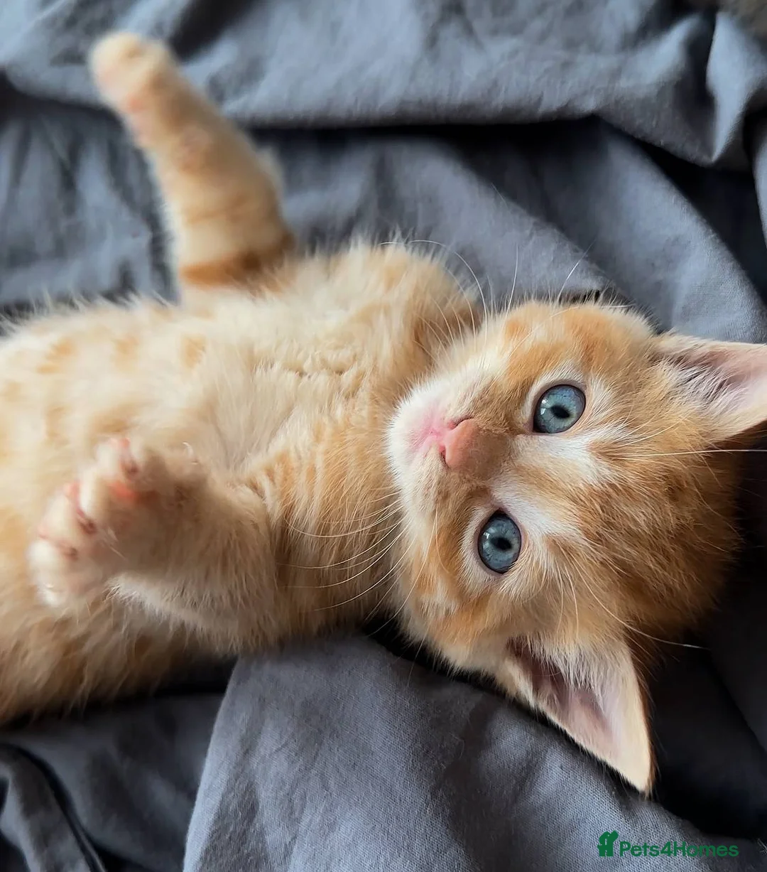 Domestic Shorthair cats for sale: Ginger boy & tortie girls waiting for new families - Advert 1