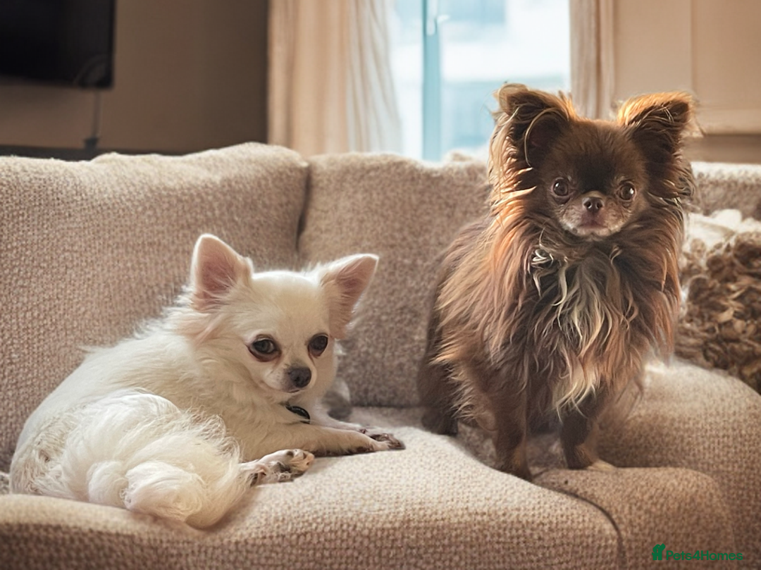 Chihuahua dogs for sale: Last show quality KC long coat Boy  - Advert 19