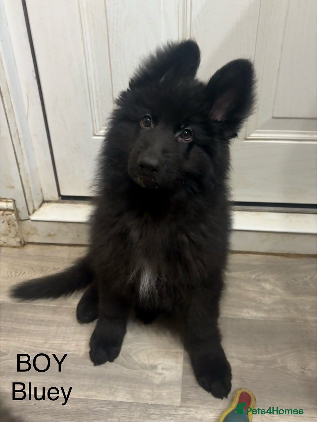 German Shepherd dogs for sale: German Shepherd Puppies - Advert 7