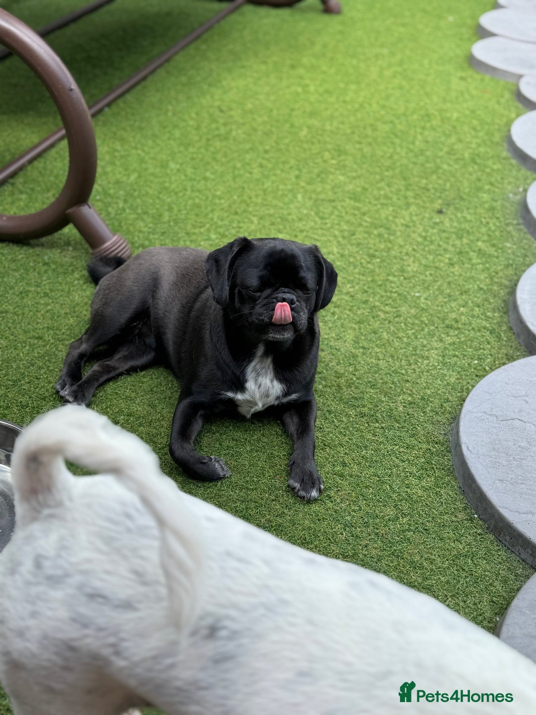 Pug dogs for sale: Beautiful exotic KC registered Pug puppies - Image 12