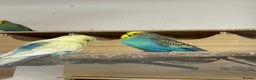Budgerigars birds for sale: Budgies , mixed colours early 2025 birds - Advert 7