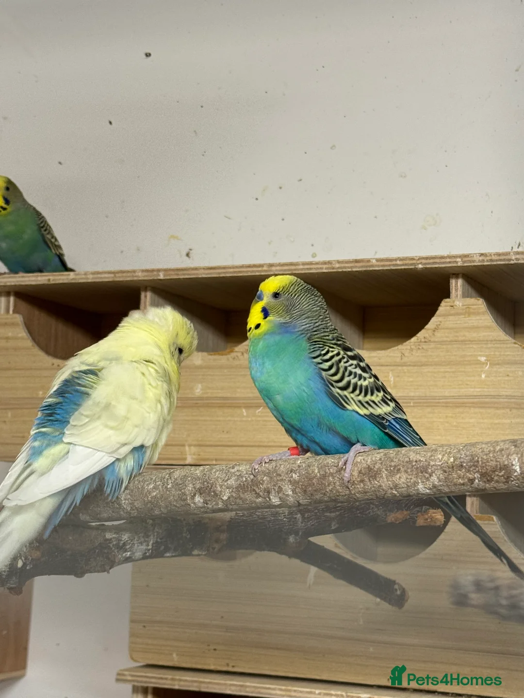 Budgerigars birds for sale: Budgies , mixed colours early 2025 birds - Advert 7