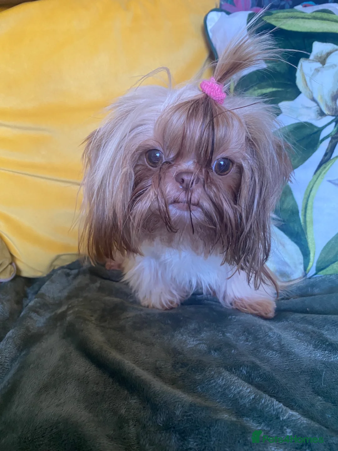 Shih Tzu dogs for sale: Imperial shihtzu girl  - Advert 2
