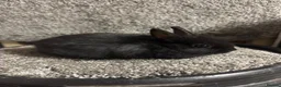 Netherland Dwarf rabbits for sale: Netherland dwarf babies - Advert 3