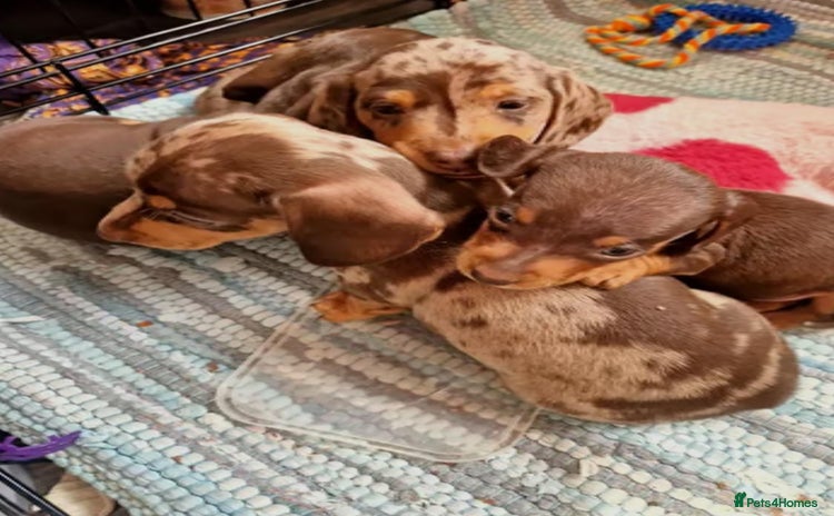 Miniature Dachshund dogs - Advert 1