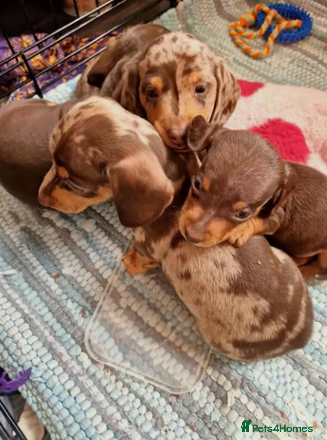Miniature Dachshund dogs for sale: AWESOME MINIATURE DACHSHUND PUPPIES - Image 1