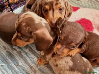 Miniature Dachshund dogs for sale - Advert 1