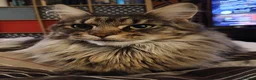 Maine Coon cats for sale: Maine Coon Kittens for Sale - Advert 2