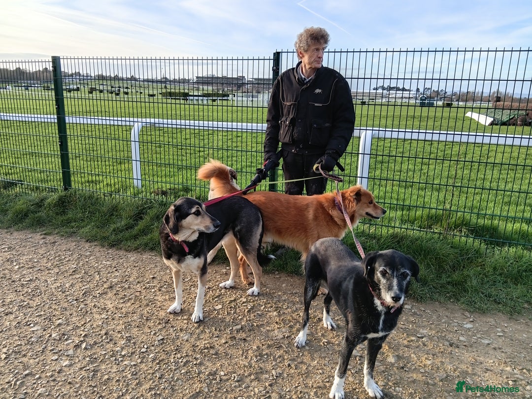 Mixed Breed dogs for sale: Foxy. A very fluffy friend. - Advert 9