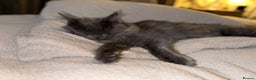 Maine Coon cats for sale: BlueSmoke Male Maine Coon🐾TICA Reg! ACTIVE!!  - Advert 13