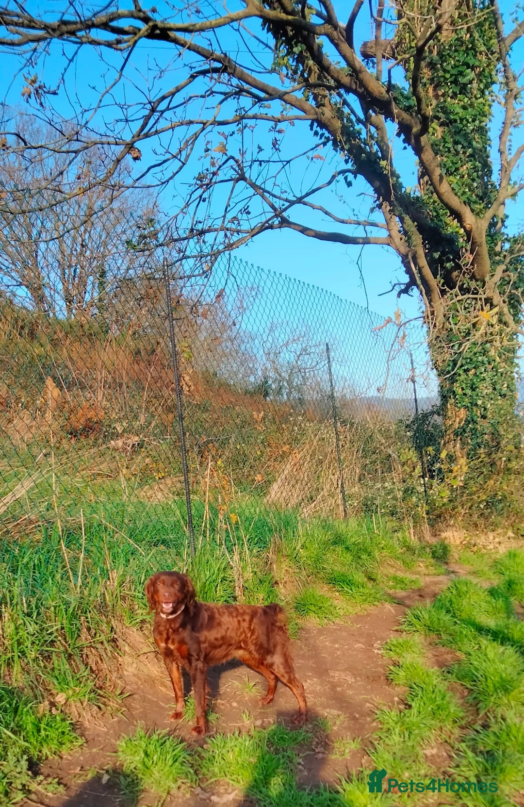 Brittany Spaniel dogs for adoption: Diana, a lovely young Brittany - Advert 5