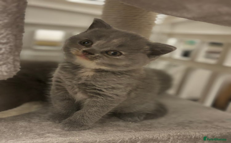 Brazilian Shorthair cats - Advert 1