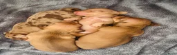Miniature Dachshund dogs for sale: Gorgeous Trio of Mini Dachshunds in Portsmouth - Advert 19