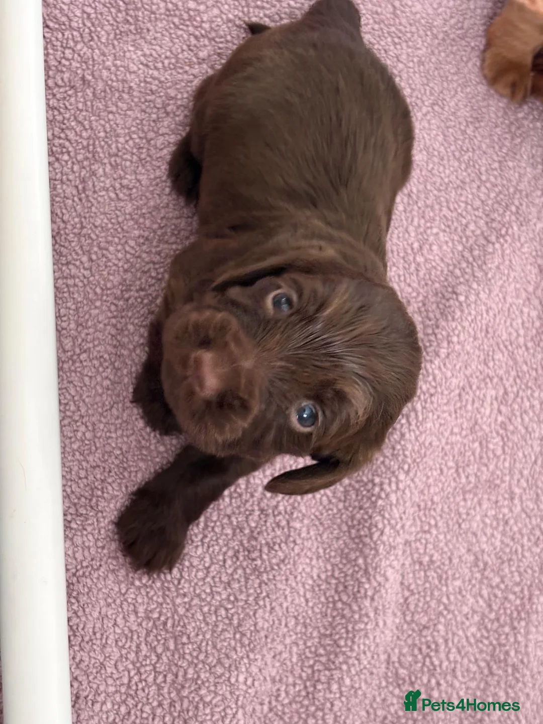 Cocker Spaniel dogs for sale: GORGEOUS WORKING COCKER SPANIEL PUPPIES - Advert 5