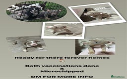 American Bully dogs for sale: Pocket Bully puppy’s  - Image 10